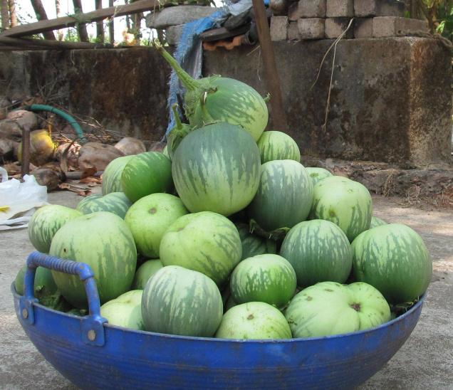 ನ.19ಕ್ಕೆ ಸಂಘದಿಂದ ಮಟ್ಟು ಗುಳ್ಳದ ಲಾಂಛನ ಬಿಡುಗಡೆ